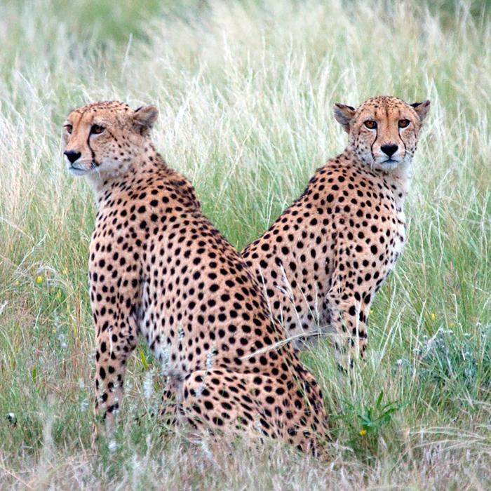 Botswana Günstige Rundreise & Safari