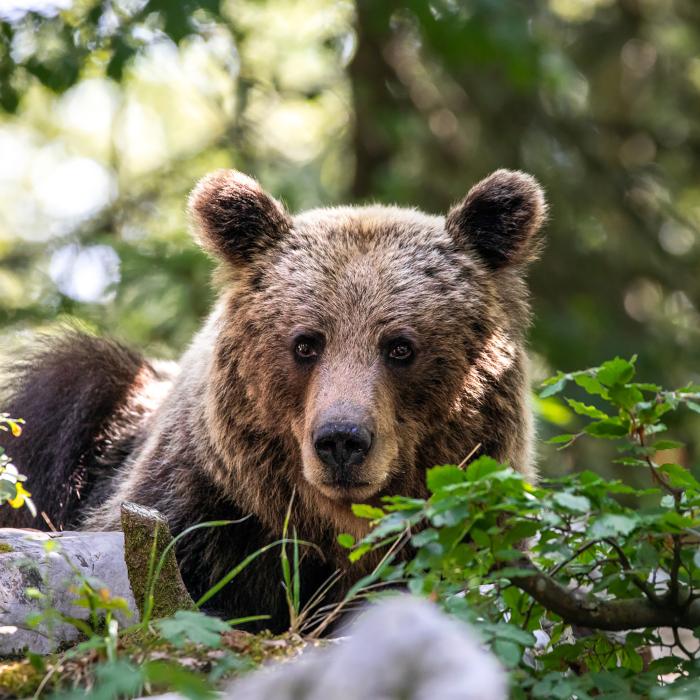 Bären fotografieren in Slowenien