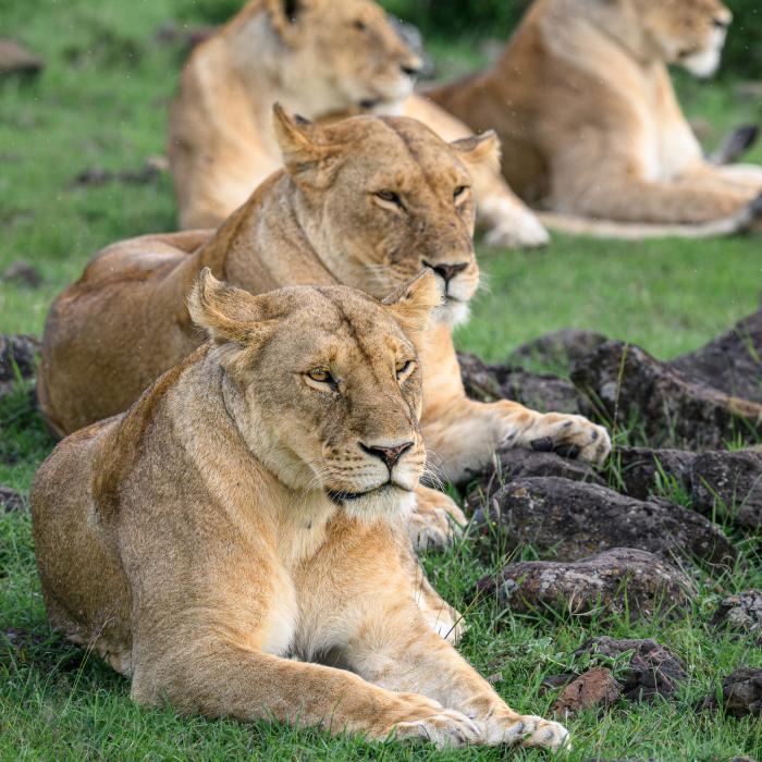 Afrika Fotosafari
