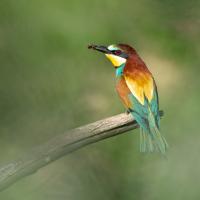 Vögel im Frühling