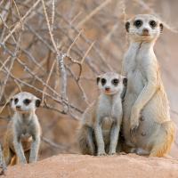 Südafrika mit Kgalagadi Transfrontier Park für Selbstfahrer