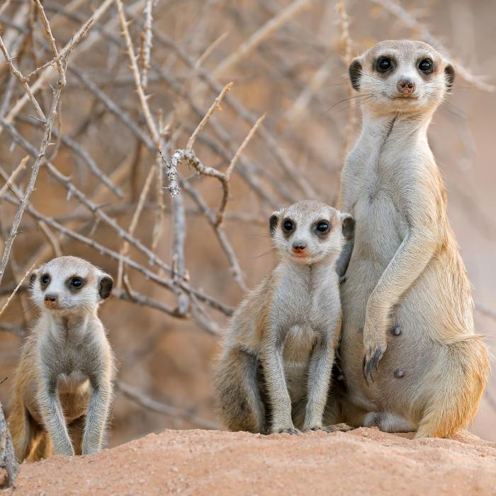 Südafrika mit Kgalagadi Transfrontier Park für Selbstfahrer
