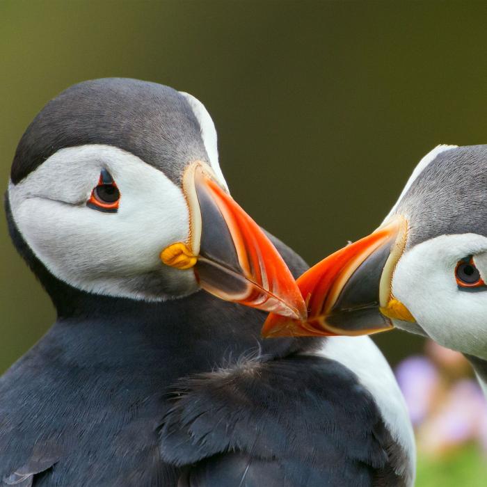 Fotoreise Shetland-Inseln
