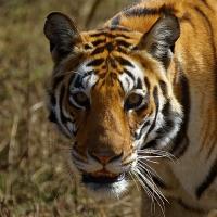 Indien Tiger Fotosafari