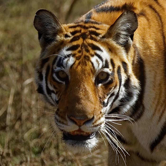 Indien Tiger Fotosafari