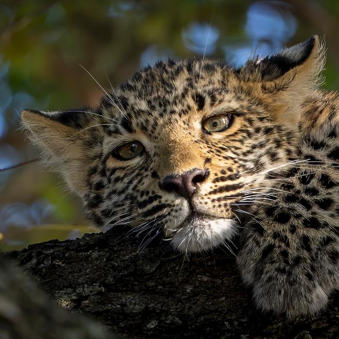 Fotoreise Botswana